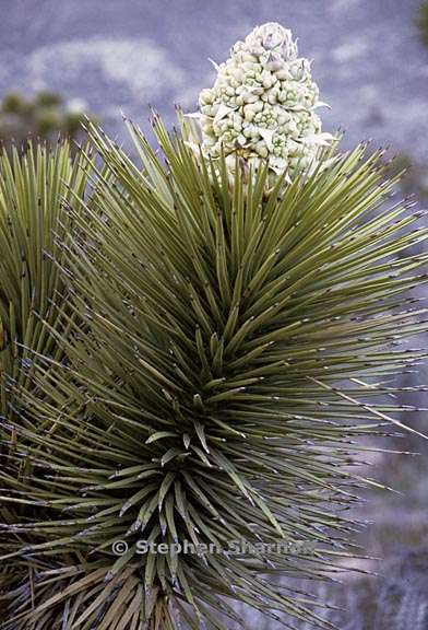 yucca brevifolia 5 graphic